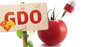 GDO ‘lu ürünlere dikkat