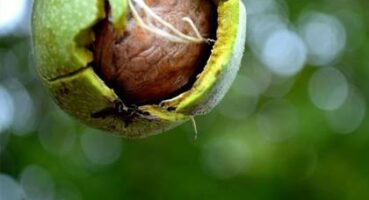 10959410_556073294495850_3191130119000996467_n