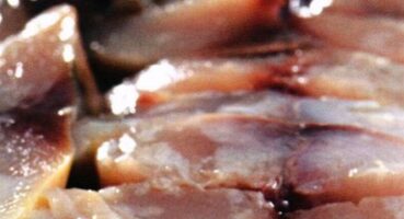 Evde Lakerda Yapımı