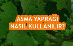 Asma Yaprağı Nasıl Kullanılır?