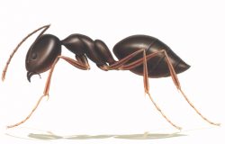 Evde çıkan karıncalara karşı alınacak önlemler nelerdir?