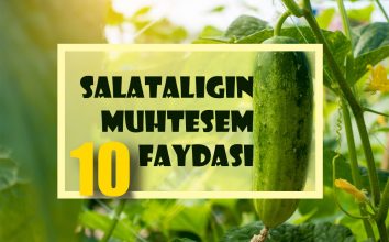 Salatalığın Muhteşem 10 Faydası
