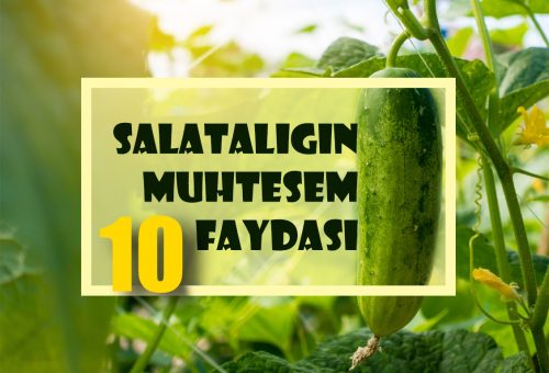 Salatalığın Muhteşem 10 Faydası